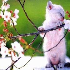 Схема вышивки «котя»