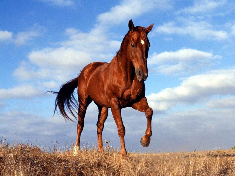 лошадь - лошадь, животное - оригинал
