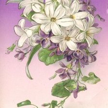 Схема вышивки «№223349»