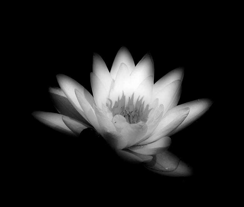 №223623 - оригинал