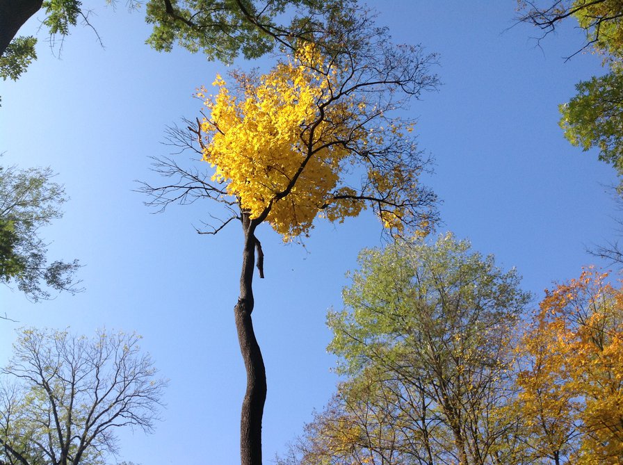 осень - осень, осеннее небо, осенний день - оригинал