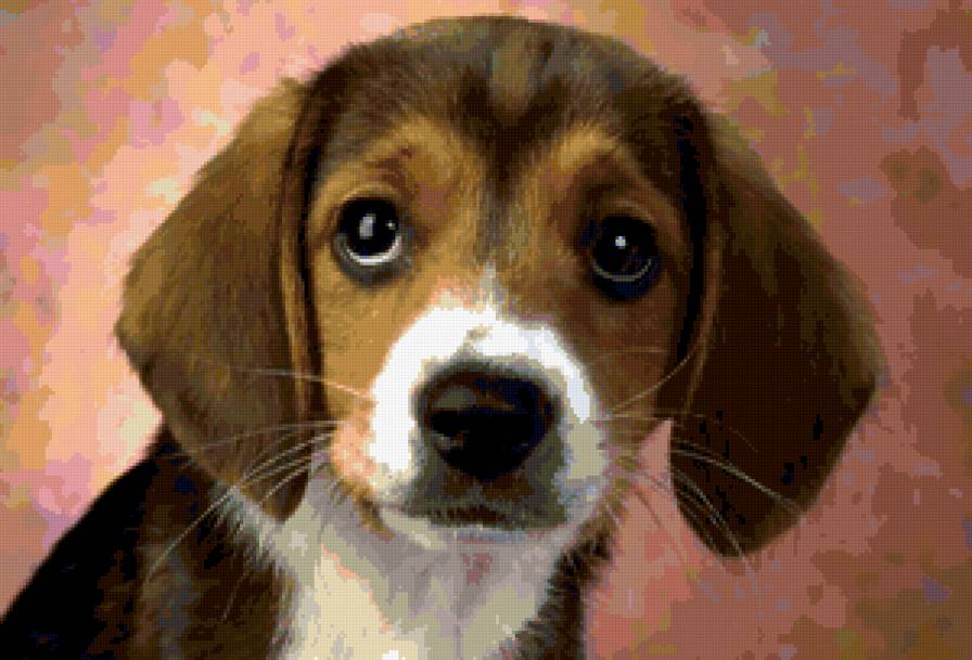 Можно я буду твоим другом? - собака - предпросмотр