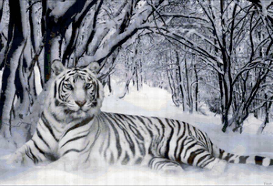 Тигр - снег, тигр, зима - предпросмотр