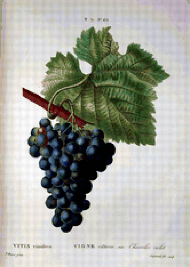 Виноград - виноград - предпросмотр
