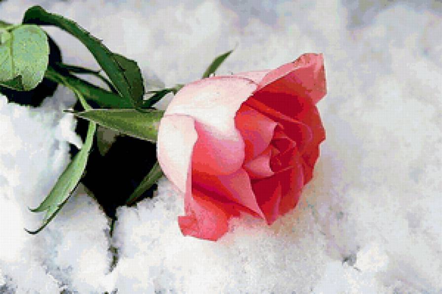 Роза на снегу - зима, картина, цветы - предпросмотр