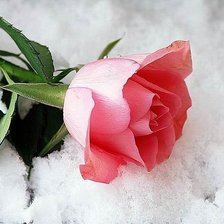 Схема вышивки «Роза на снегу»