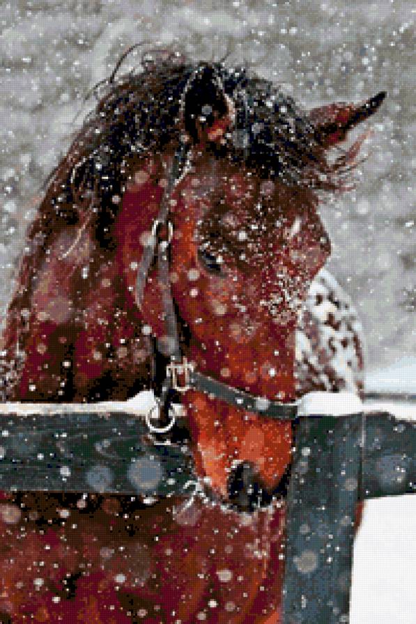 №223989 - лошади - предпросмотр