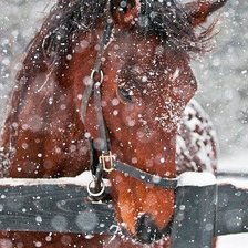 Схема вышивки «№223989»