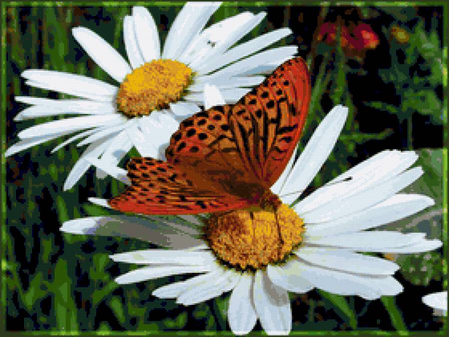 №224177 - бабочки, ромашки - предпросмотр