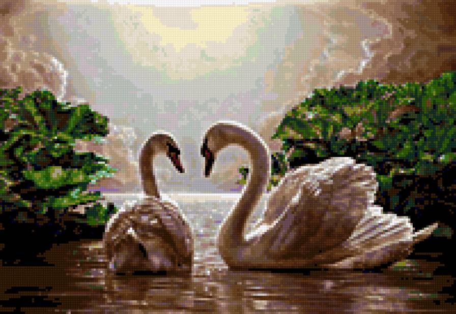 Лебединая любовь - предпросмотр