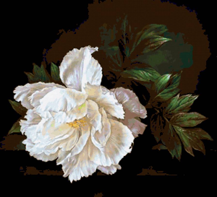 одинокий пион - пионы - предпросмотр