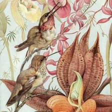 Оригинал схемы вышивки «Орхидеи и колибри» (№224293)