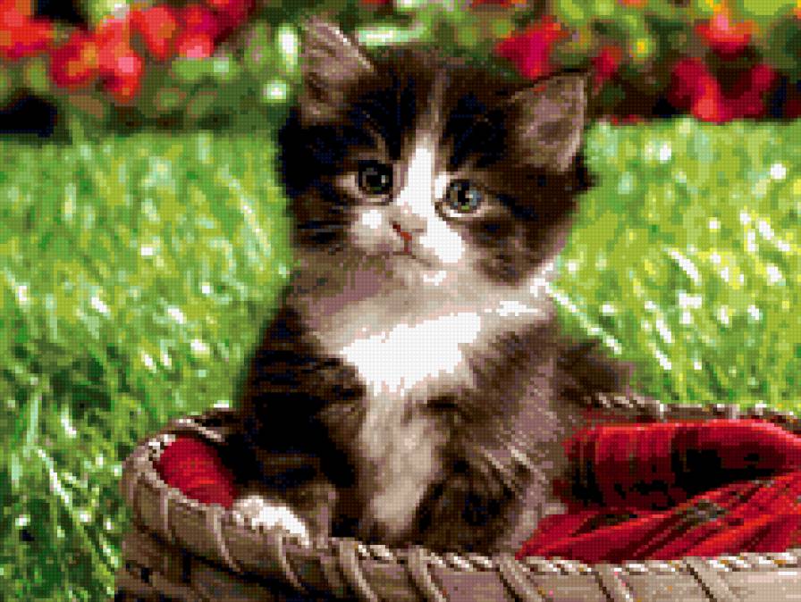 котька=) - котенок, животные, кошка - предпросмотр