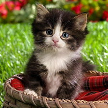 Схема вышивки «котька=)»