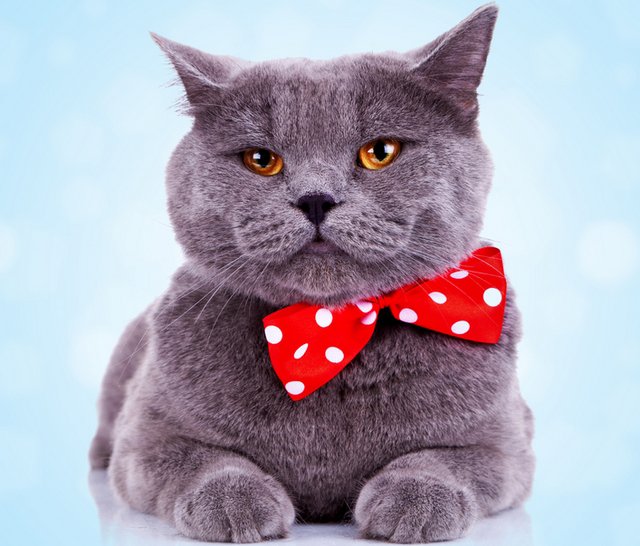 Котяра - кот, животные - оригинал