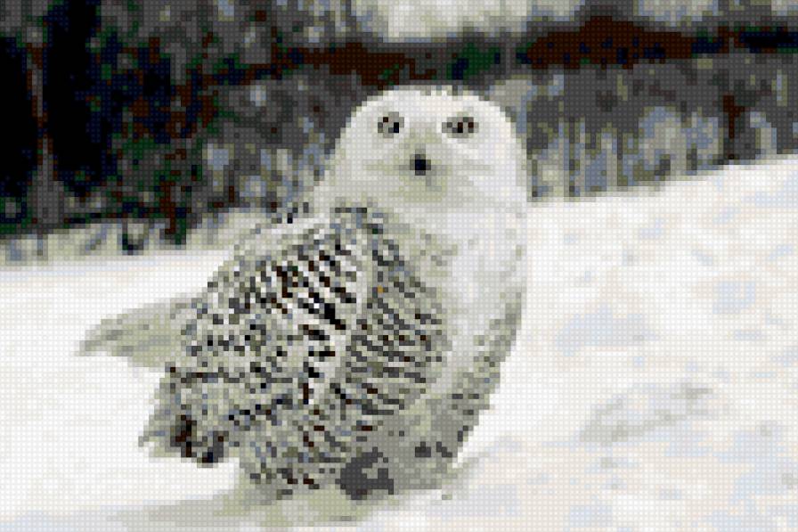 Сова - белая сова, сова, полярная сова - предпросмотр