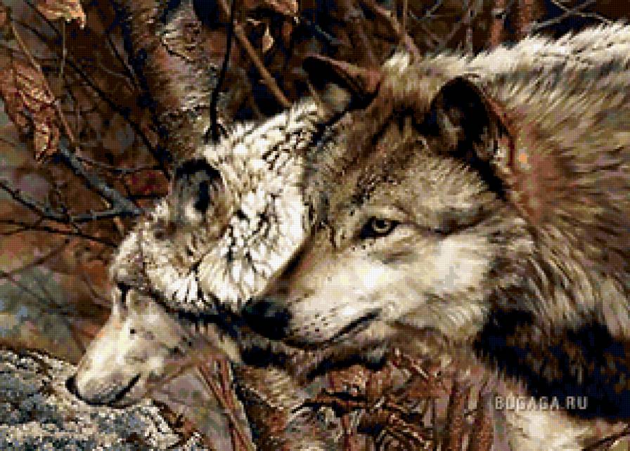 волки - семья, волк, взгляд, природа, животные - предпросмотр