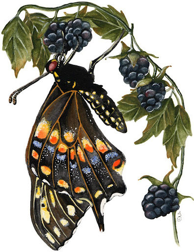 Бабочка на ягодах - бабочка, ягода, ежевика - оригинал
