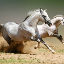 Серые лошадки