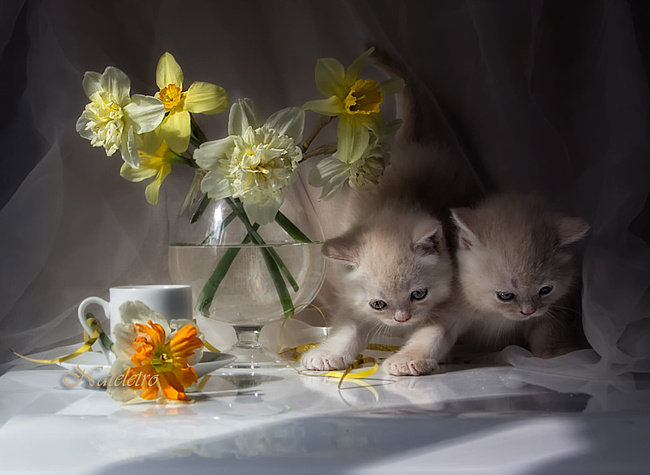 НАТЮРМОРТ - бокал, нарцыс, кошки, животные - оригинал