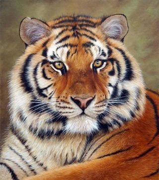 Tigris - оригинал