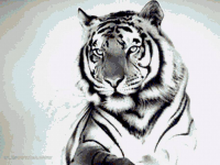 Cicóka - предпросмотр