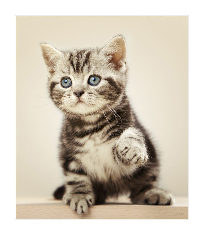 Дай лапку дружить - котенок, кошка, животнве, милашка - оригинал