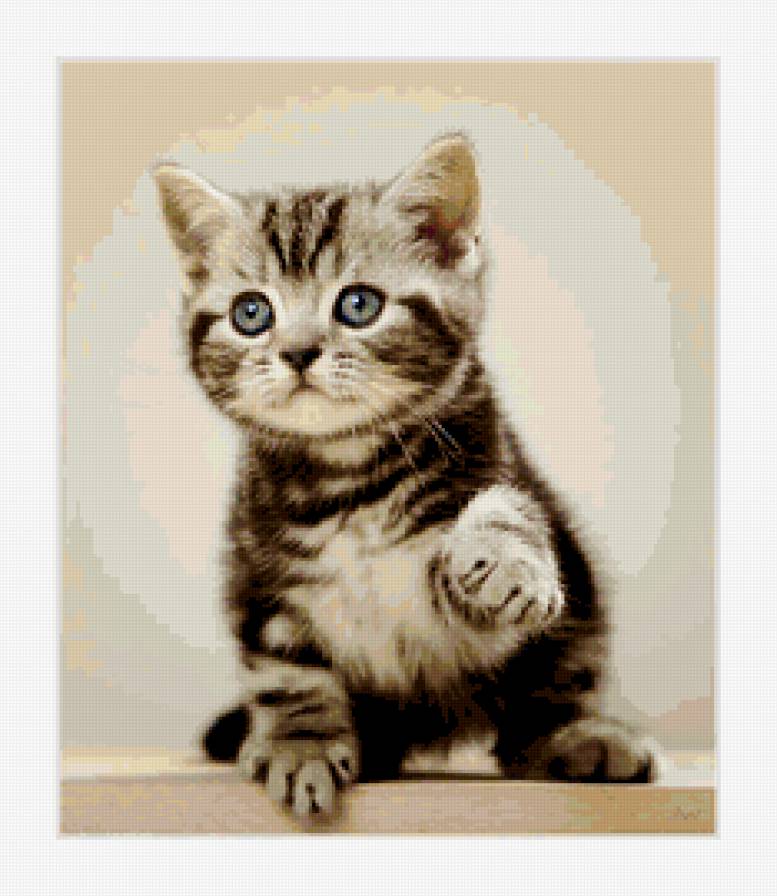 Дай лапку дружить - милашка, животнве, кошка, котенок - предпросмотр