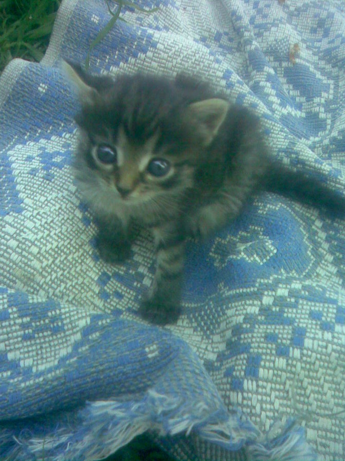 котенок - оригинал