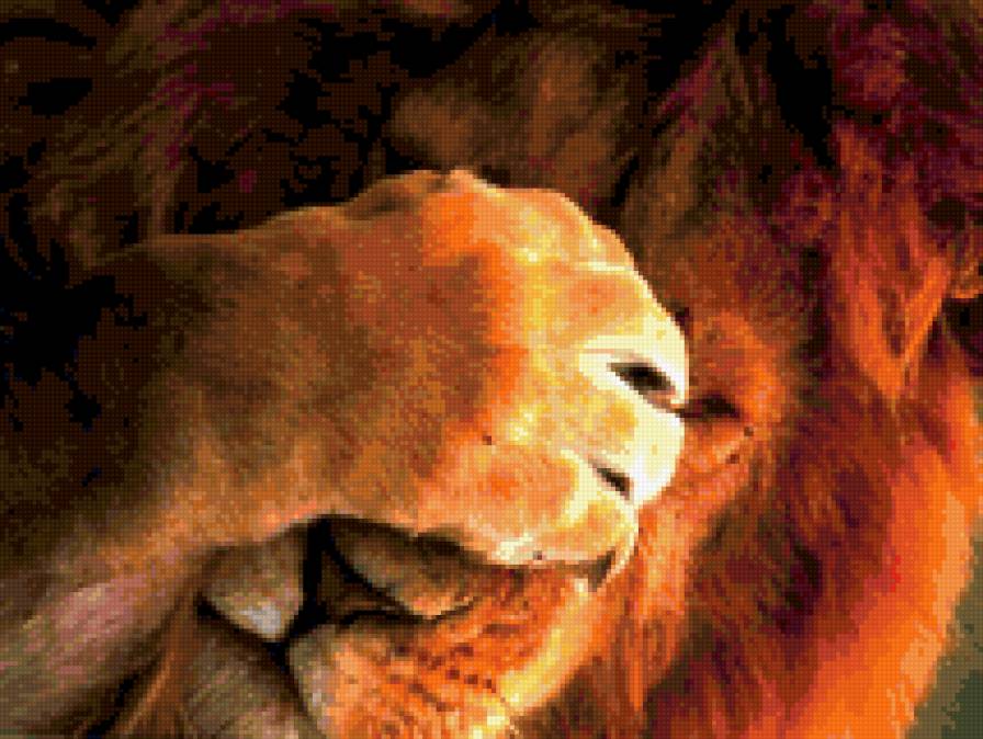 лев - лев, животные, дикие животные - предпросмотр