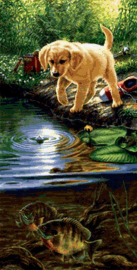 №225158 - собака, рыбы, пруд - предпросмотр