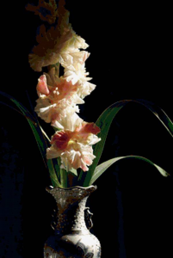 Гладиолус - букет, ваза, цветы - предпросмотр