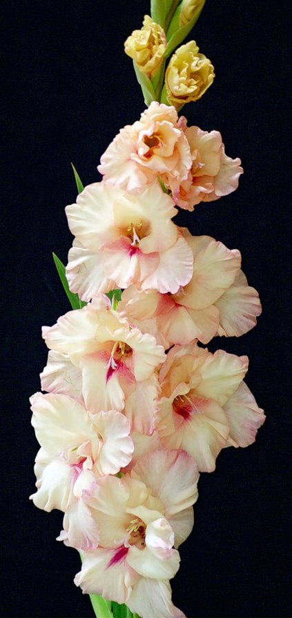 №225171 - цветы - оригинал