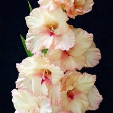 Схема вышивки «№225171»