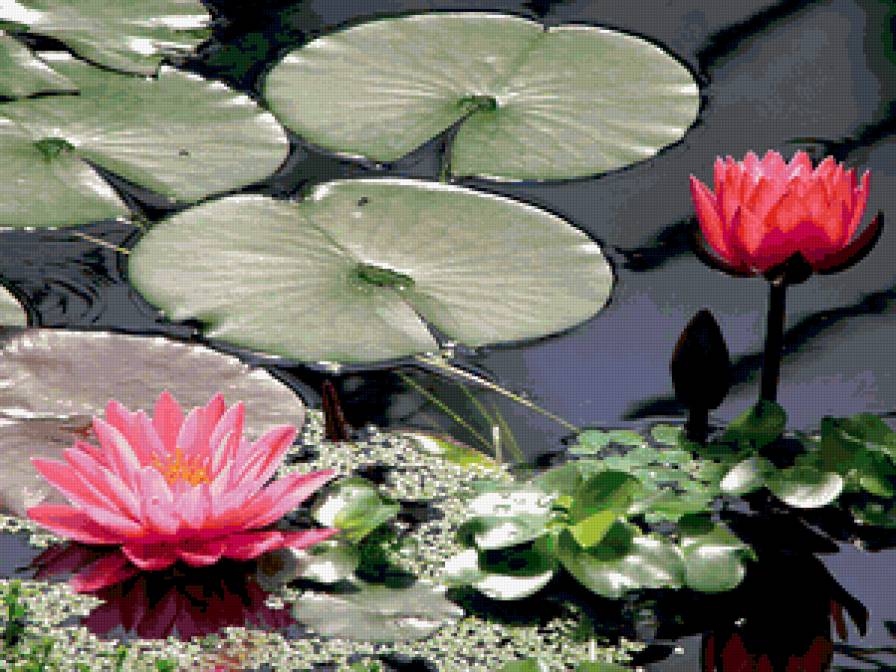 Лотосы - цветы, пруд, природа, вода - предпросмотр