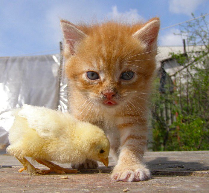 рыжики - цыпленок, друзья, кошка, котенок - оригинал