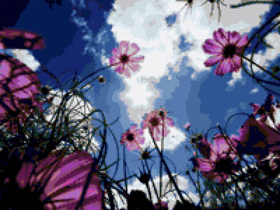 Цветы - цветы, небо - предпросмотр