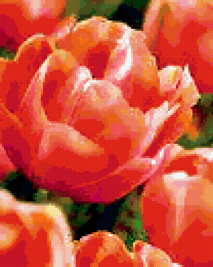 Тюльпан "Menton Exotic" - цветы - предпросмотр