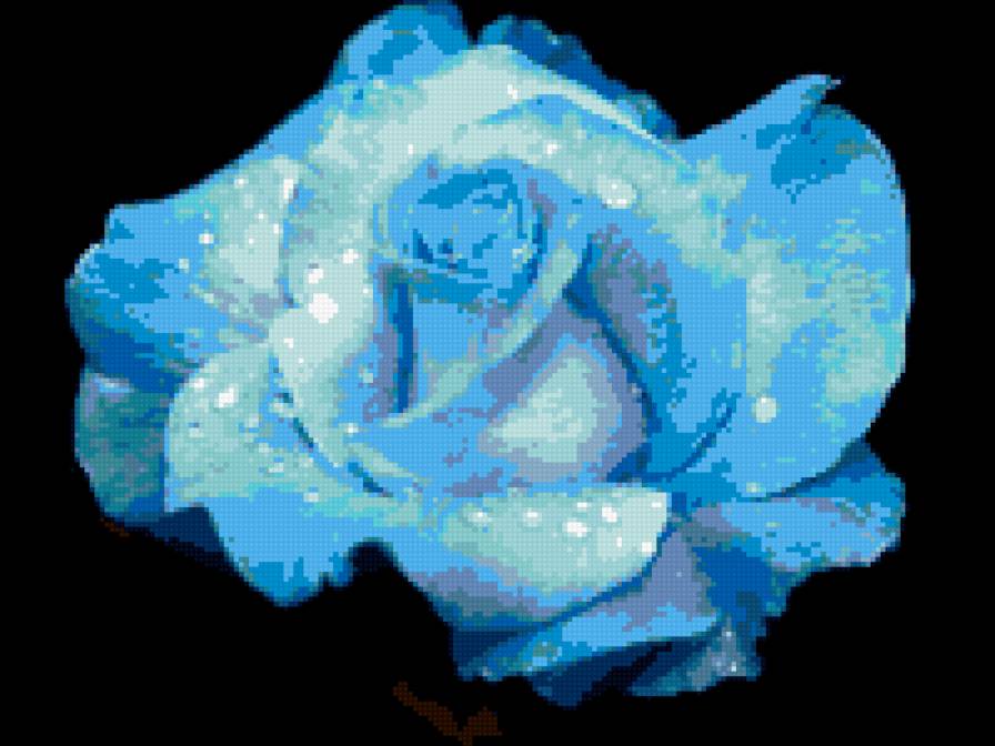 голубая роза - роза - предпросмотр