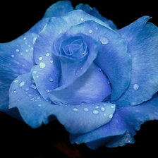 Оригинал схемы вышивки «голубая роза» (№225410)