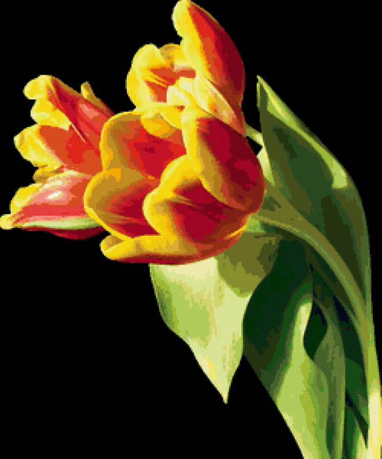 Оранжевые тюльпаны - тюльпаны, цветы, букет - предпросмотр
