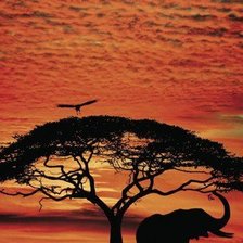 Схема вышивки «afrika»