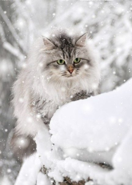 №225444 - кот - оригинал