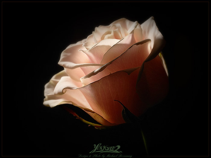 Чайная роза - роза - оригинал