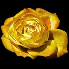 Оригинал схемы вышивки «Золотая роза» (№225504)
