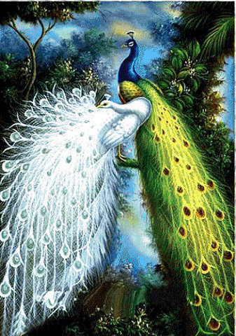 павлины - красота - оригинал