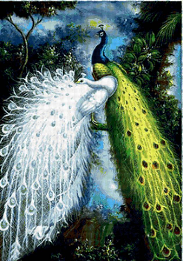 павлины - красота - предпросмотр