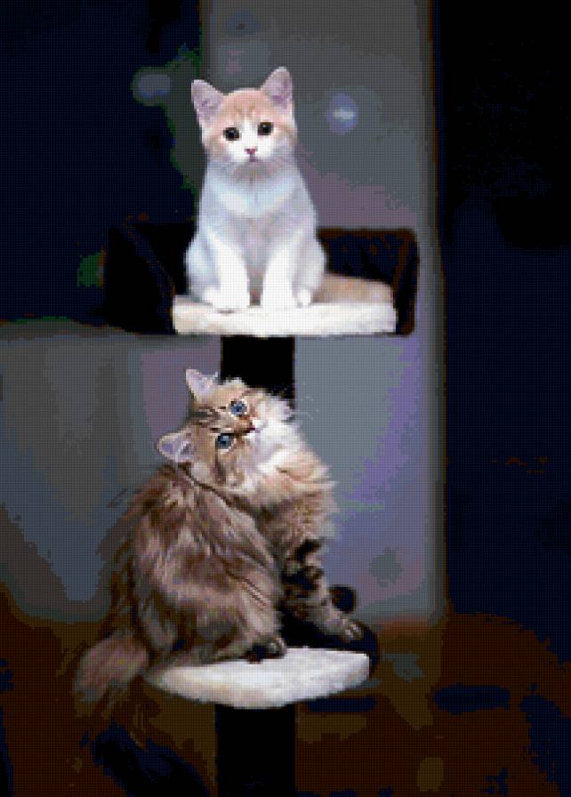 наш двухэтажный домик - милашки, белка, кошка, дымка, муська, животные - предпросмотр