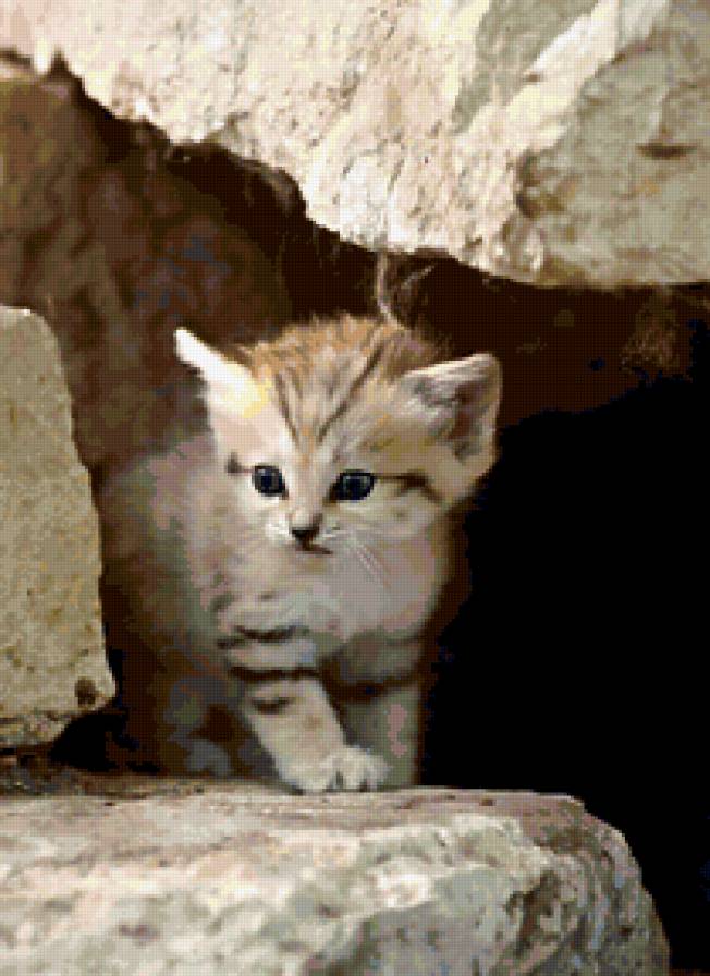 кошка в пищере - мусики, кошки, скалы, котята, милашка - предпросмотр