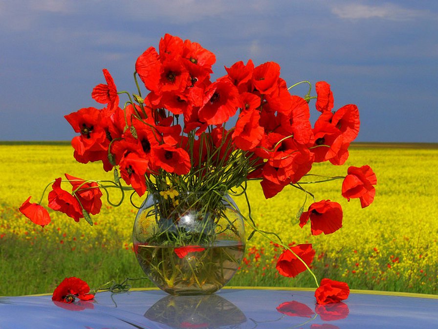 маки - цветы, поле, маки - оригинал